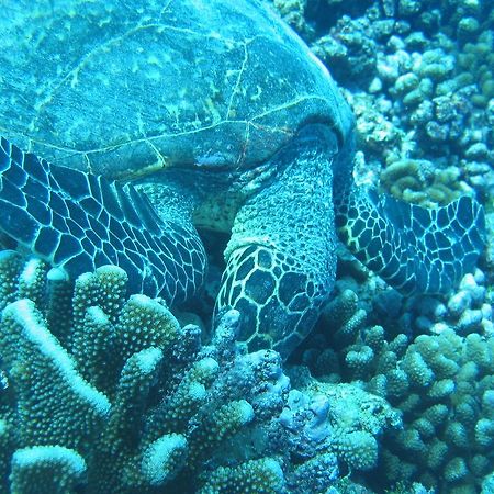 Fare Vaihere Moorea Exteriér fotografie