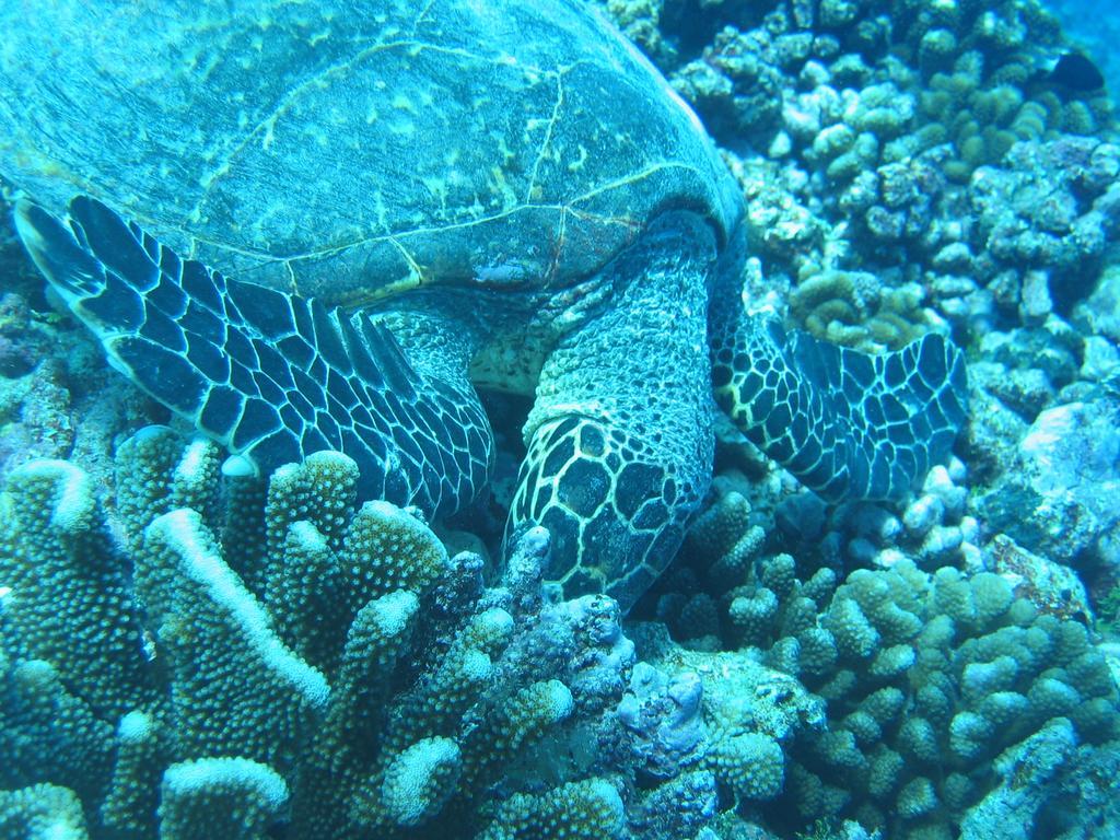 Fare Vaihere Moorea Exteriér fotografie